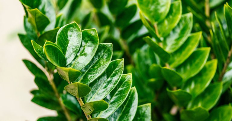 Why Are My ZZ Plant Leaves Turning Yellow? - Featured image