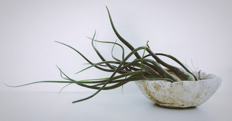 Why Is My Air Plant Turning Brown? - Featured image