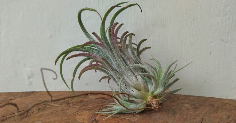 How To Propagate Air Plant Pups - Featured image
