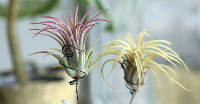 How To Revive A Dying Air Plant - Featured image