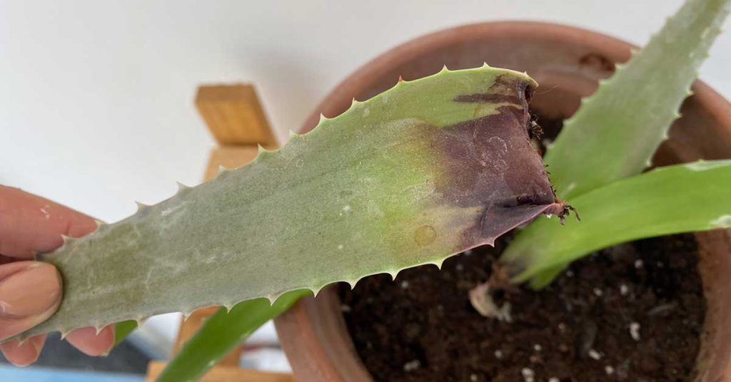 Why Your Aloe Vera Plant Is Turning Brown The Garden Magazine 9171