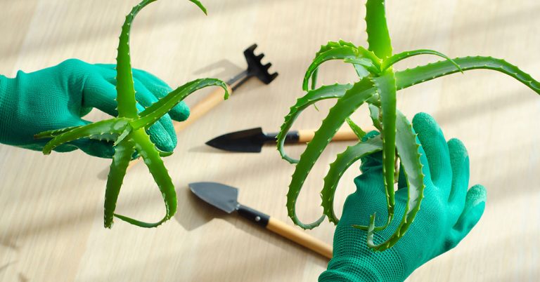 How To Propagate Aloe Vera - Featured image