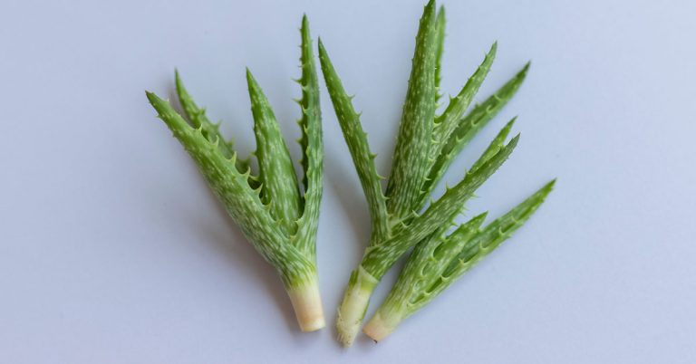 How To Grow Aloe With No Roots - Featured image