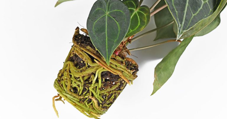 When And How To Repot Anthurium - Featured image
