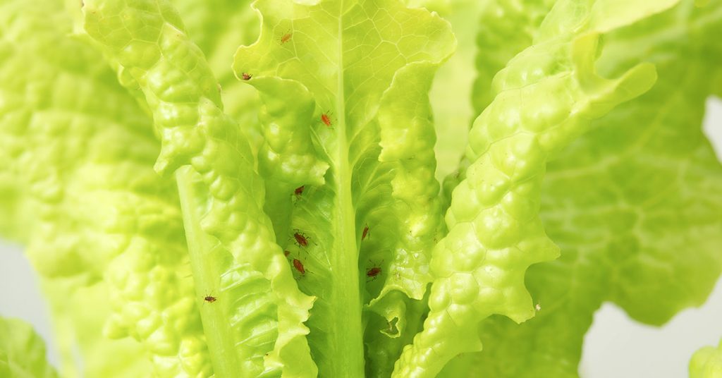 aphids on lettuce