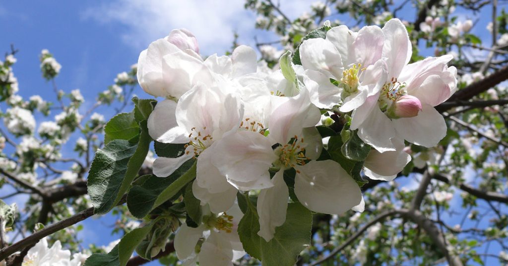 9 Trees That Bloom All Summer Long The Garden Magazine