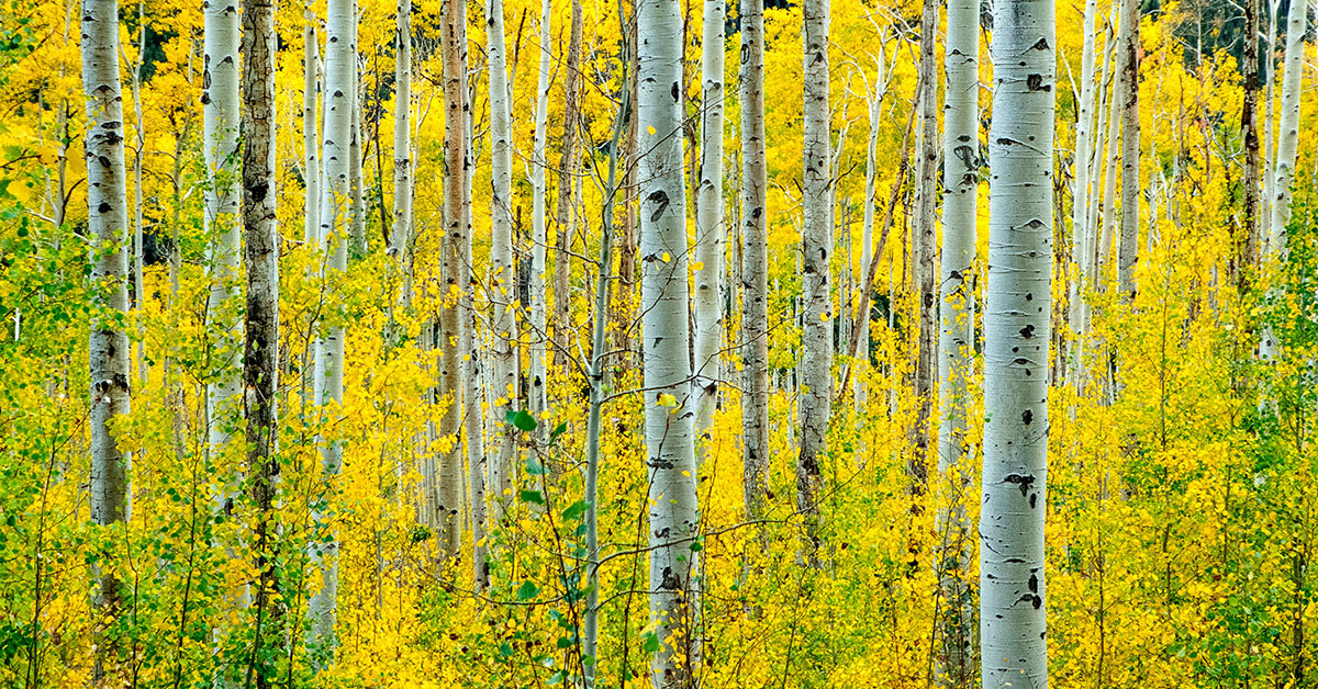 aspens with yellow fall leaves