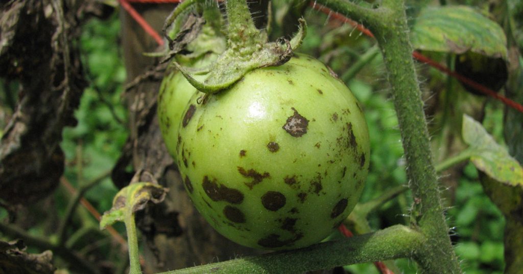 bacterial speck on a green tomato