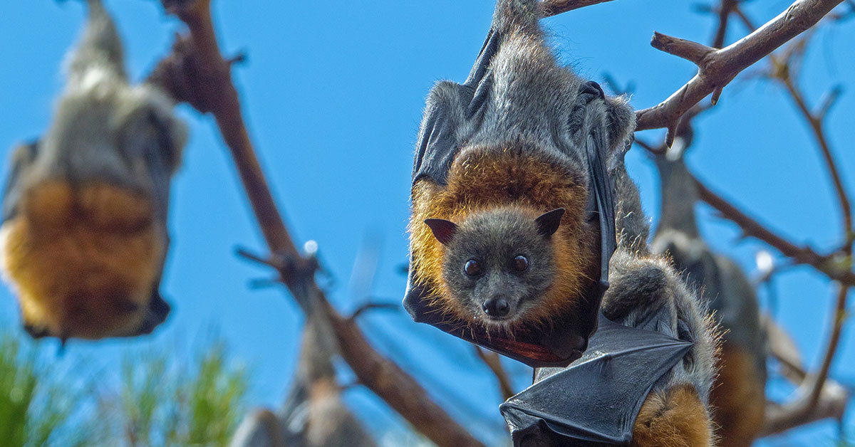 bats