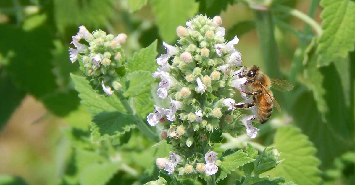 When And How To Harvest Catnip The Garden Magazine