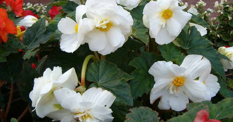 12 Flowering Plants That Wither In Full Sun - Featured image