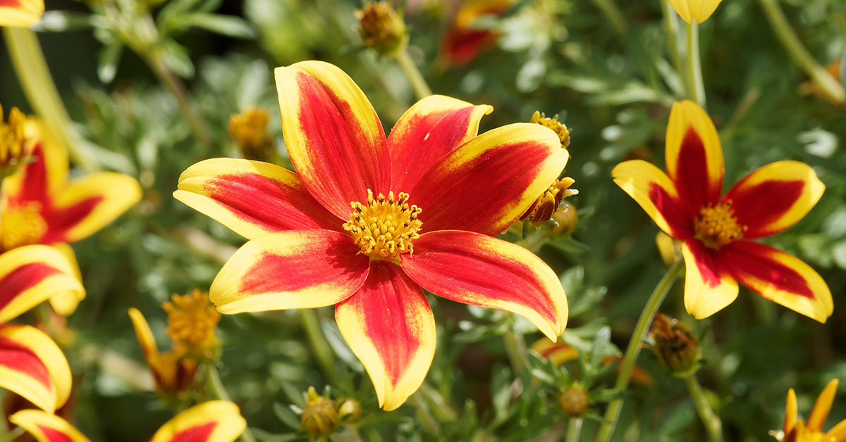 12 Flowers That Look Like Fire The Garden Magazine