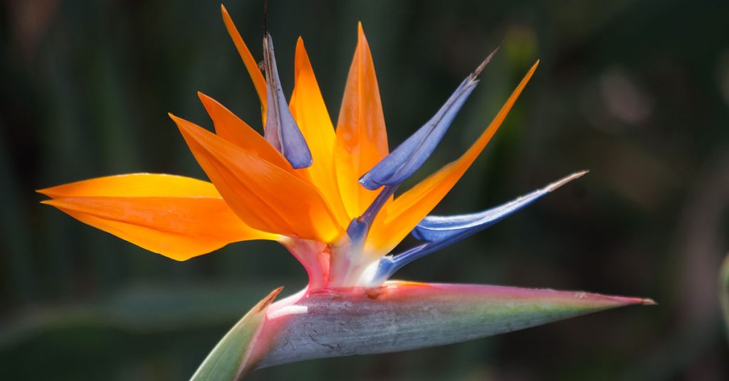 10 Flowers That Look Like Birds - The Garden Magazine