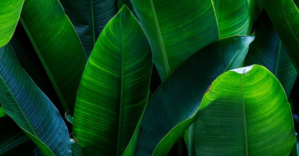 How To Fix Yellowing Leaves On A Bird Of Paradise - Featured image