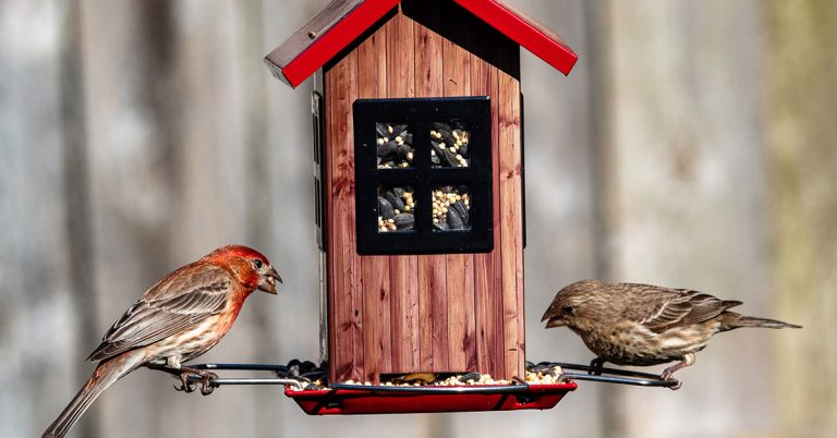 Do Birds Really Become Dependent On Bird Feeders During Winter? - Featured image