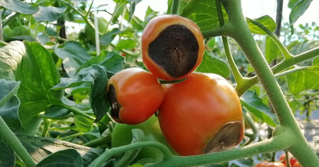 blossom end rot on a tomato