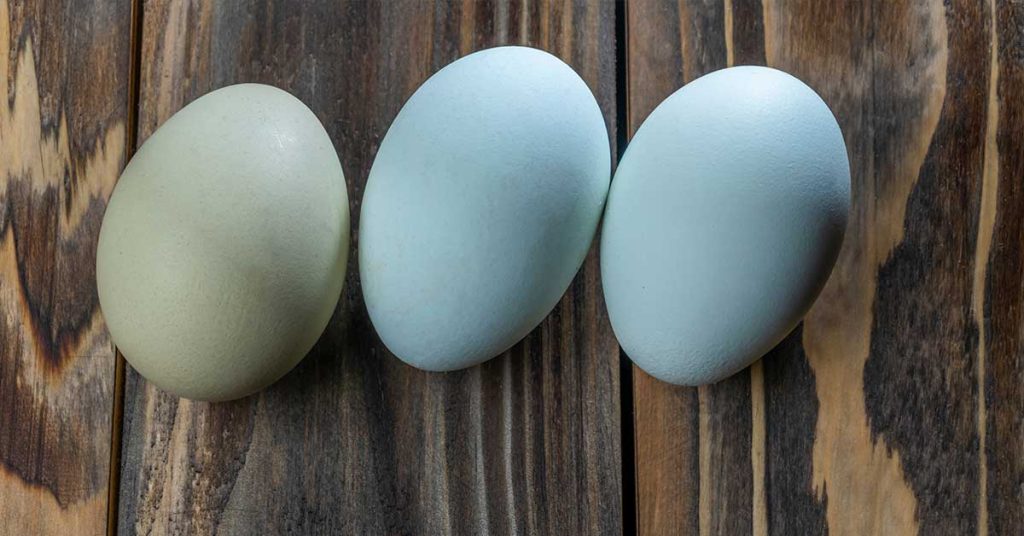 blue eggs