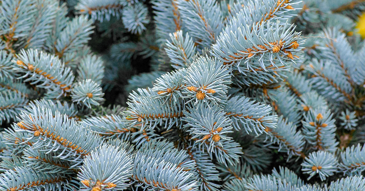 blue spruce tree