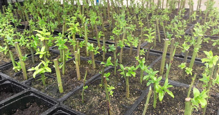 How To Propagate Blueberries - Featured image