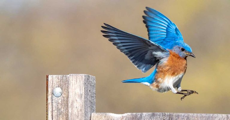 10 Benefits To Having Birds Around In Your Garden - Featured image