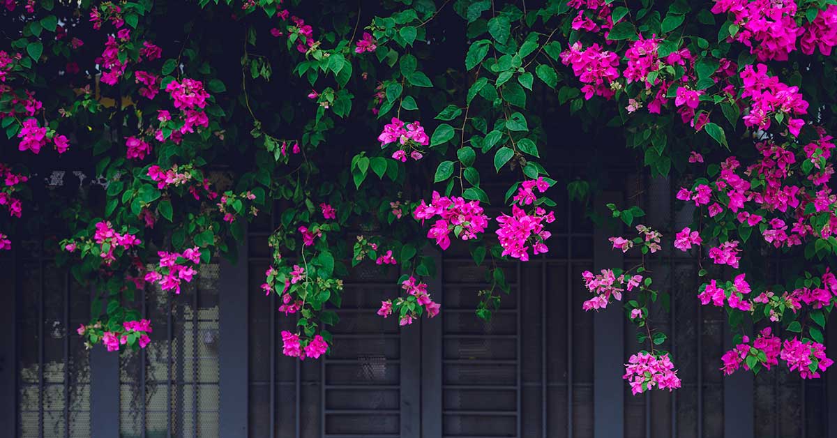 Bougainvillea growing on a fence line