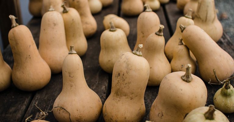 11 Tips On How to Prepare Your Squash Plants in August for a Record-Breaking Harvest - Featured image