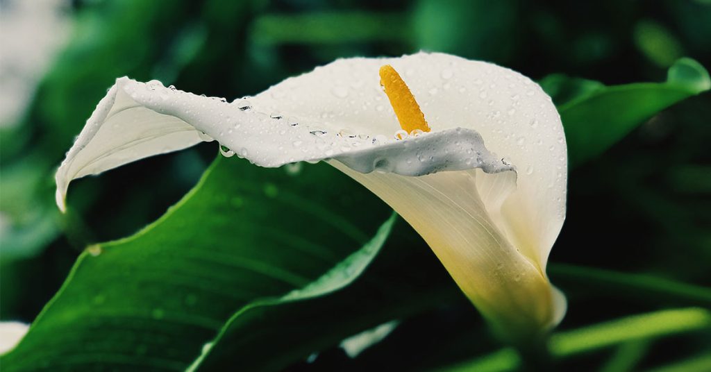 calla lily