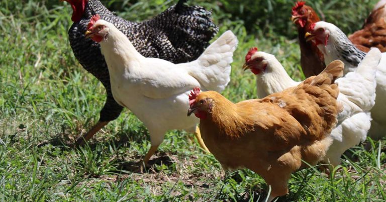 The Best Chickens For Beginners (#3 Is The Easiest!) - Featured image