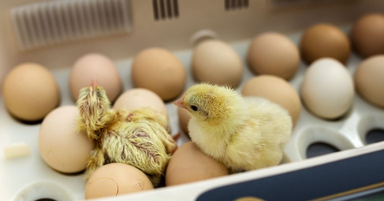 How To Tell If Your Poultry Eggs Are Fertile - Featured image