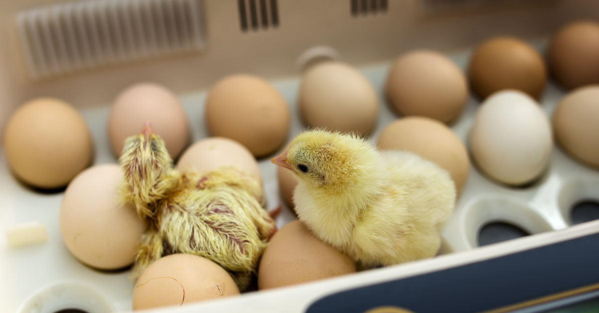chicks and eggs in an incubator