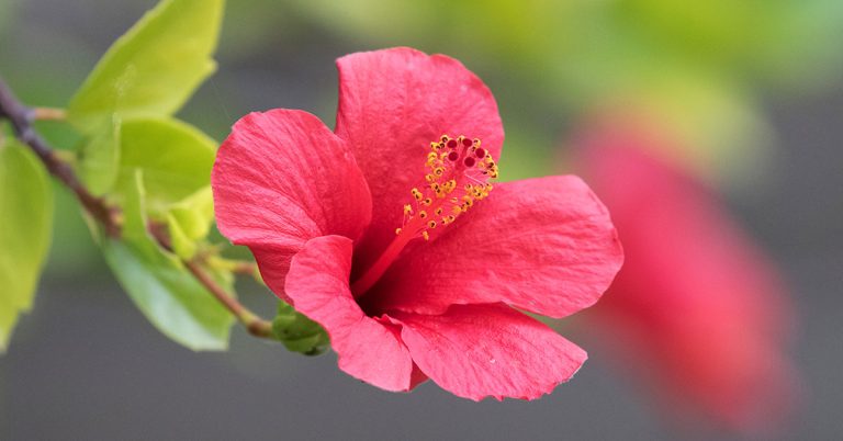12 Houseplants That Produce Beautiful Flowers In Late August - Featured image