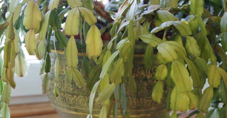 Do These 15 Things To Get Your Christmas Cactus Blooming Like Crazy - Featured image