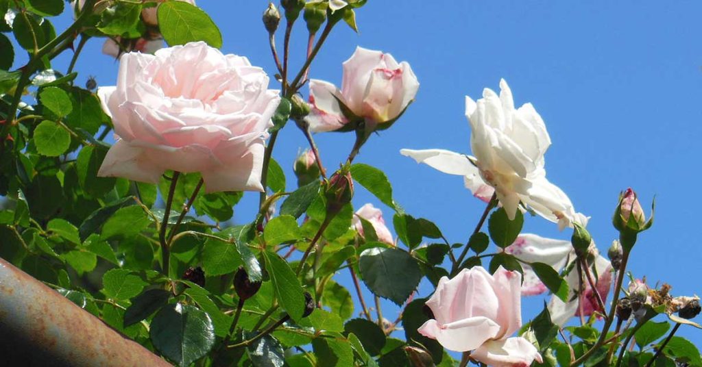 climbing roses