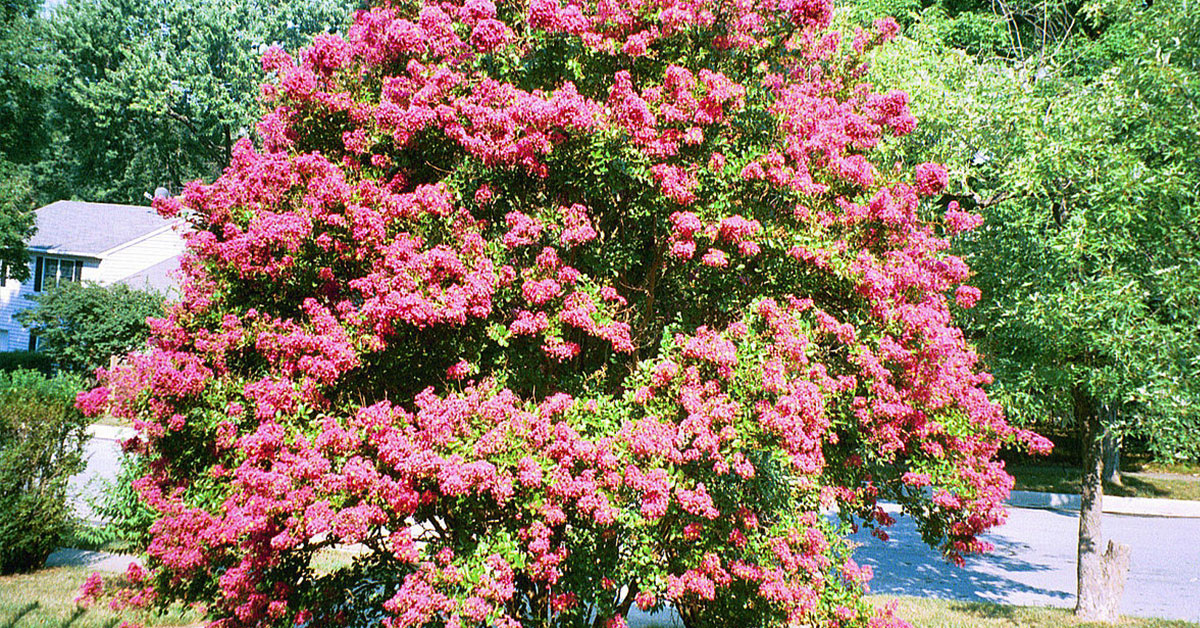 9 Trees That Bloom All Summer Long The Garden Magazine