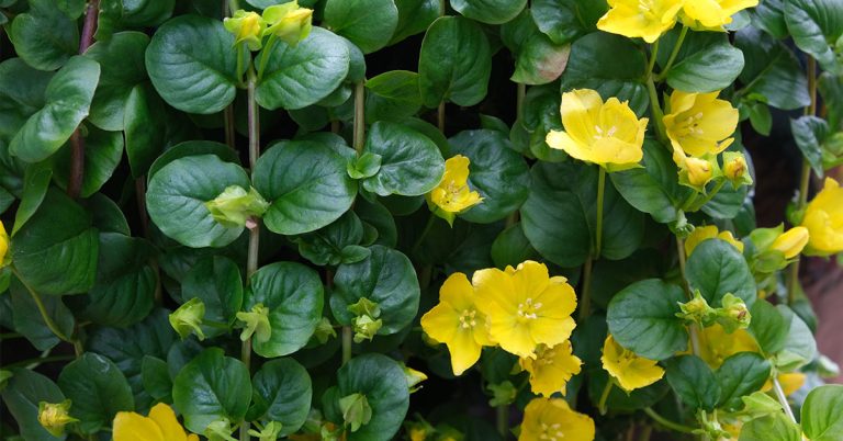 9 Groundcovers That Are Perfect for Heavy Foot Traffic Areas - Featured image