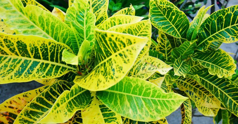 How To Make A Croton Bushier - Featured image