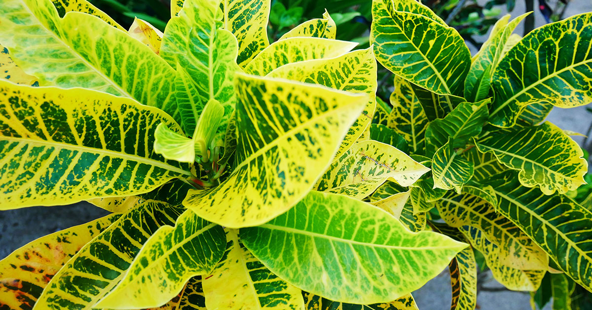 How To Make A Croton Bushier The Garden Magazine