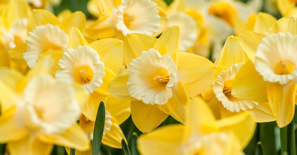 daffodils