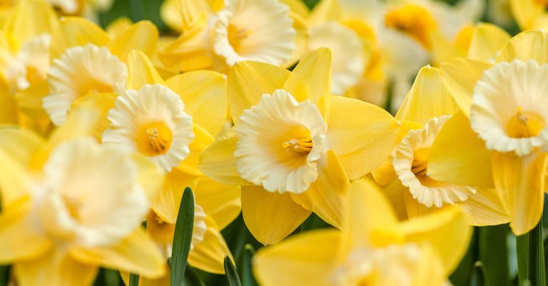 When To Plant Daffodils In New Zealand - Featured image