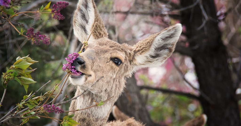 deer eating lilac