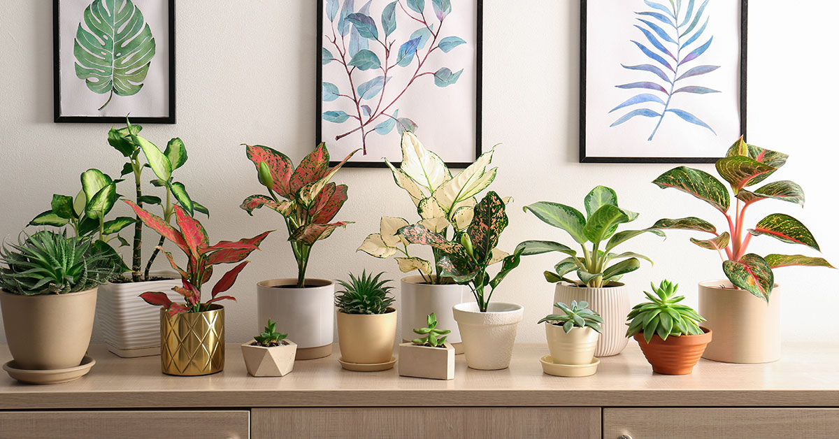 14 Varieties Of Dieffenbachia As Houseplants