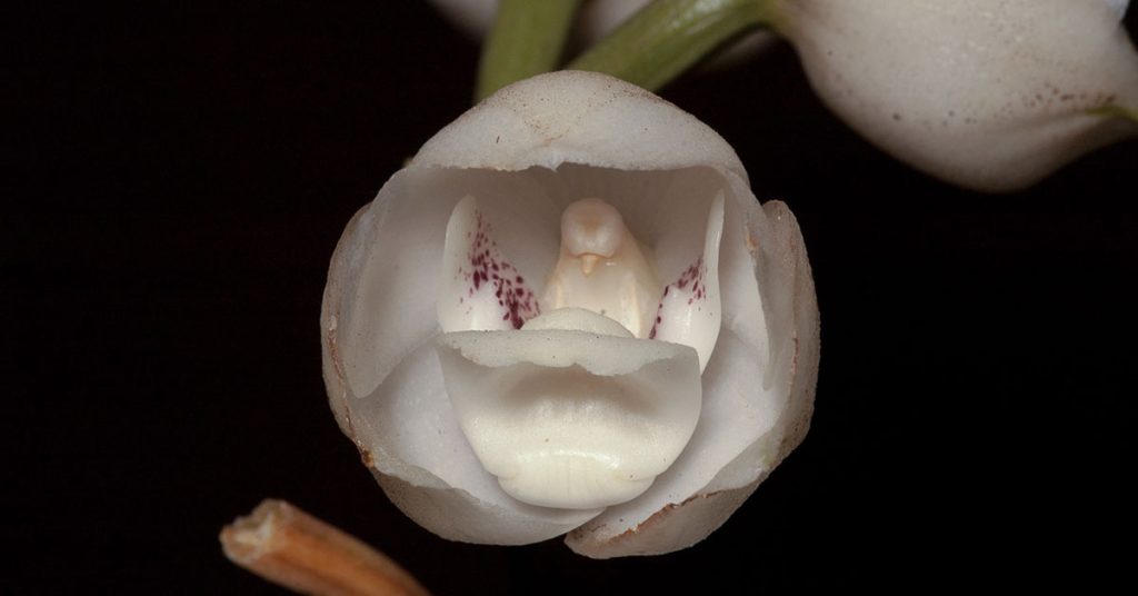 dove orchid