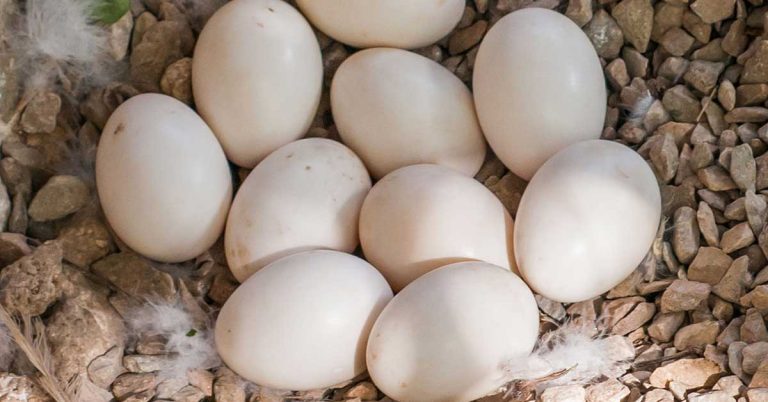 How Often Do Ducks Lay Eggs? - Featured image