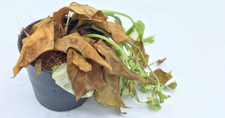 These Common Mistakes Are Why Your Houseplants Keep Dying - Featured image