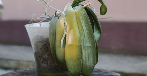Why Your Orchid Leaves Are Turning Yellow - The Garden Magazine