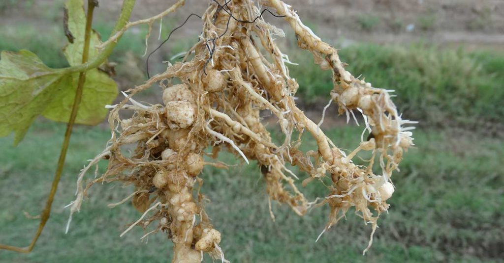 Eelworms Prevention And Control Tips - Featured image