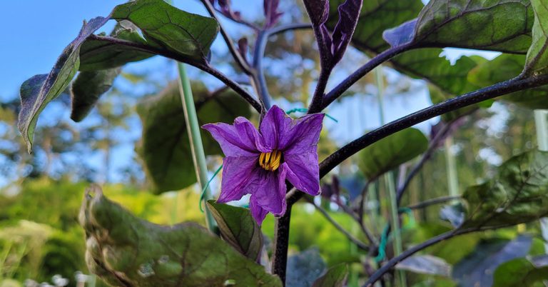 8 Best Eggplant Companion Plants - Featured image