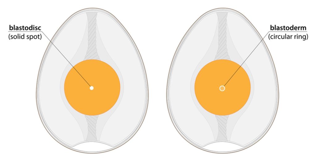 How To Tell If Your Poultry Eggs Are Fertile The Garden Magazine 