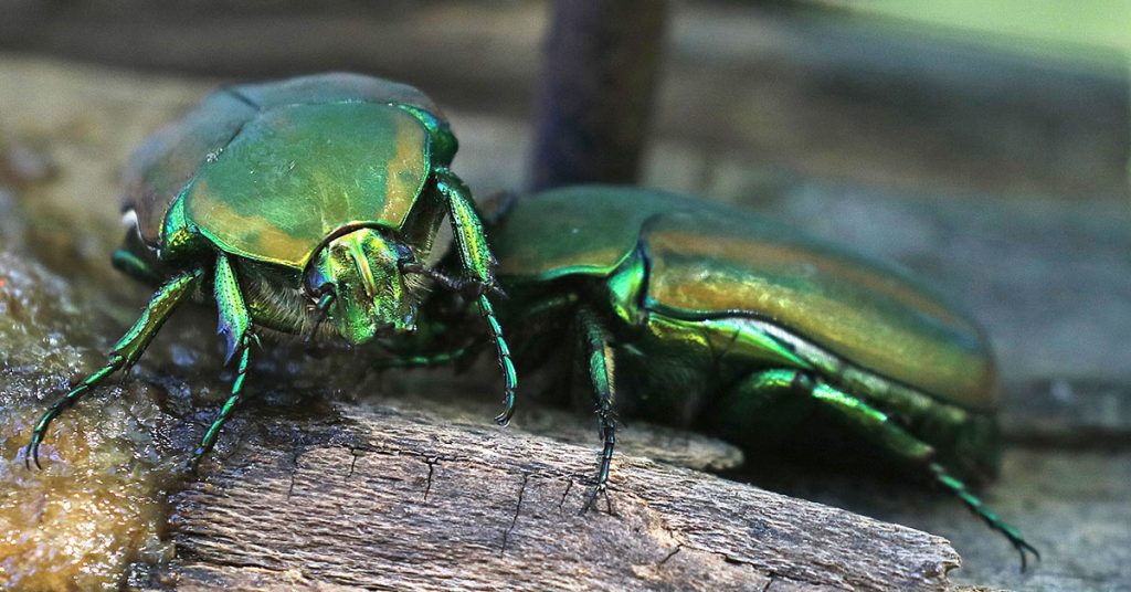 How To Get Rid Of Fig Beetles The Garden Magazine