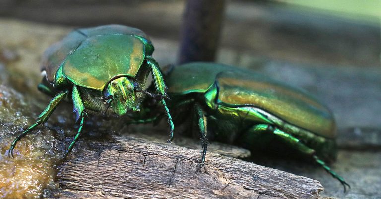 How To Get Rid Of Fig Beetles - Featured image